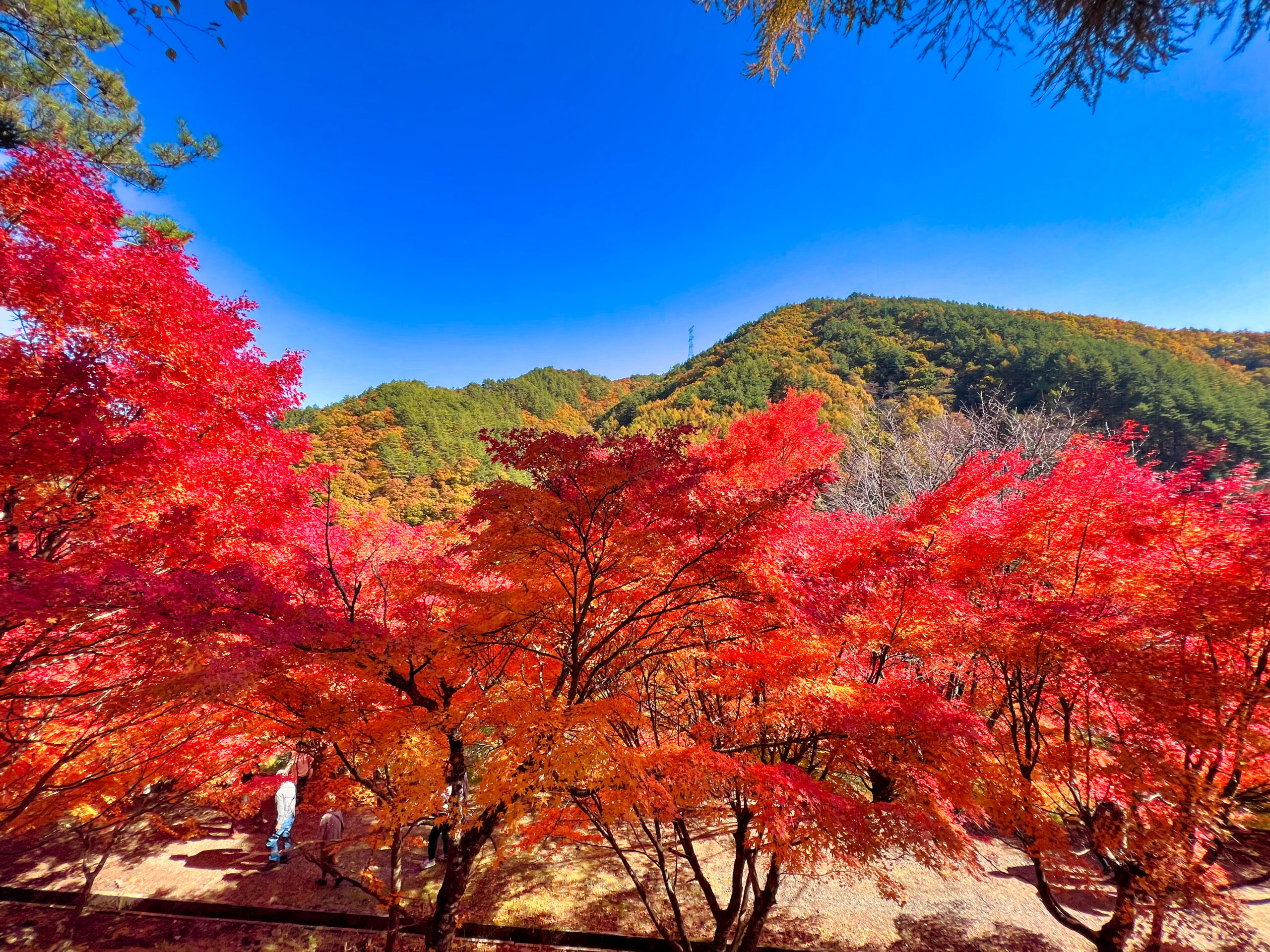 紅葉と青空