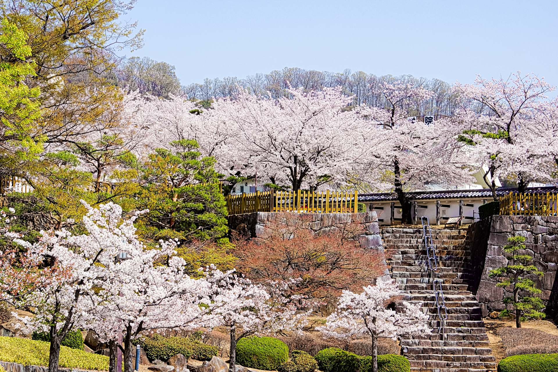 桜の風景