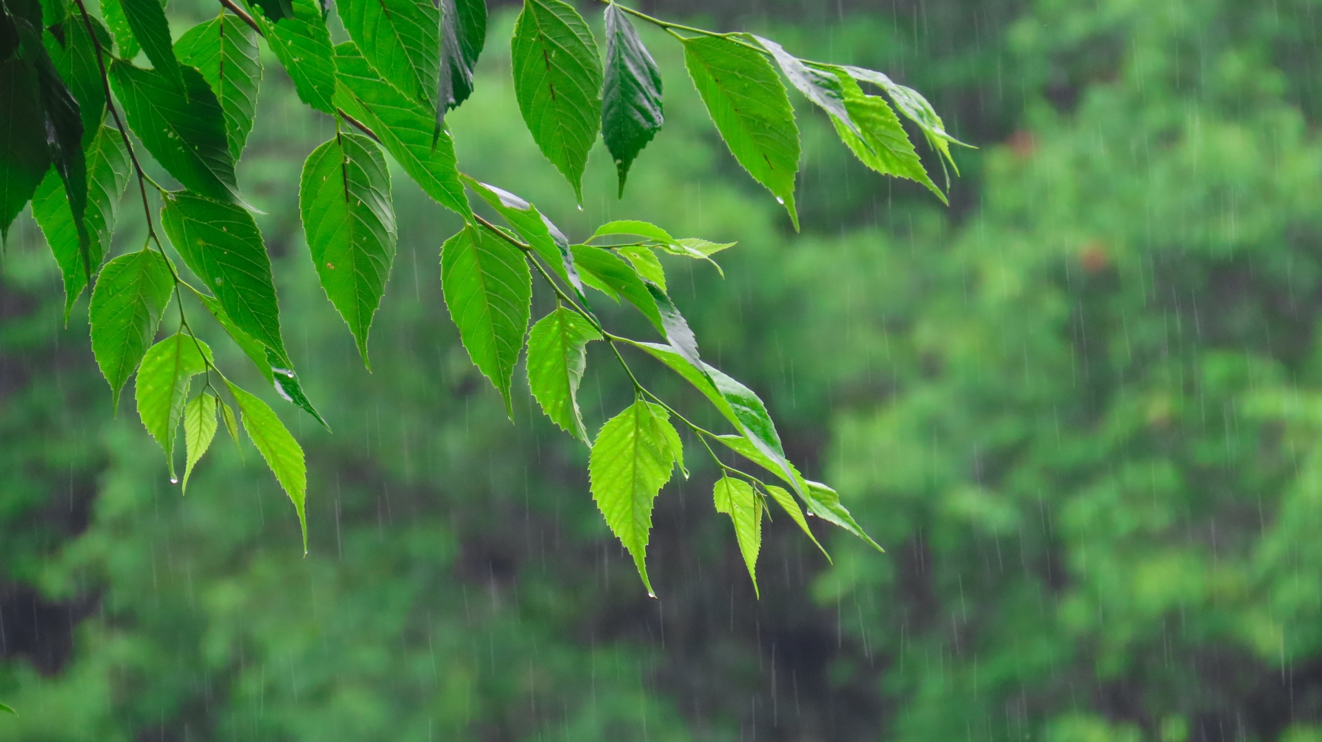 雨の日の車椅子での介助のポイントは？安全に移動する方法や対策アイテムを解説